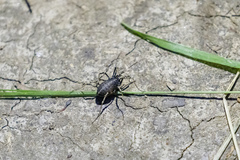 Egaenus convexus