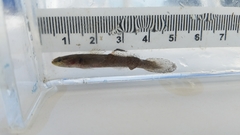 Erotelis smaragdus