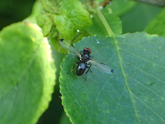 Seioptera vibrans