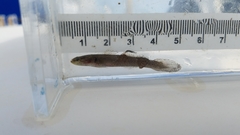 Erotelis smaragdus