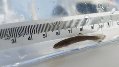 Erotelis smaragdus