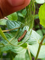 Spodoptera latifascia