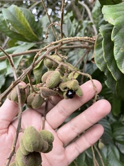 Cupania triquetra