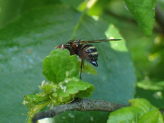Otites porcus
