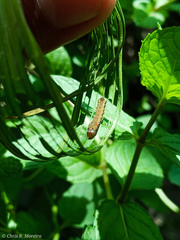 Spodoptera latifascia