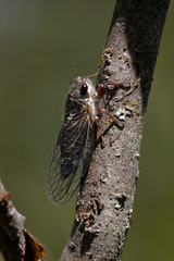 Platypedia areolata