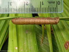 Spodoptera latifascia