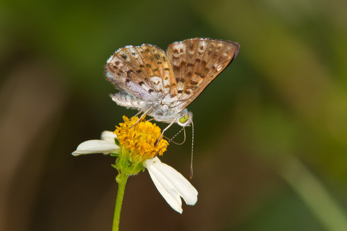 Blue Lasaia