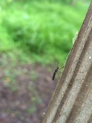 Gnophomyia tristissima