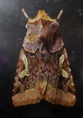 Cerastis cornuta