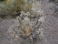 Cylindropuntia multigeniculata