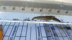 Alpheus heterochaelis