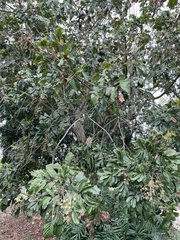 Cupania triquetra