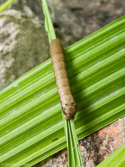 Spodoptera latifascia