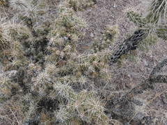 Cylindropuntia multigeniculata