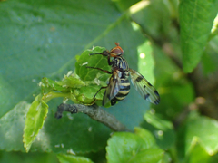 Otites porcus