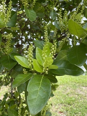 Coccoloba diversifolia