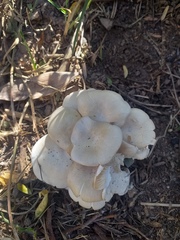 Fungi