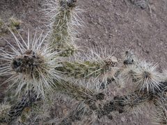 Cylindropuntia multigeniculata