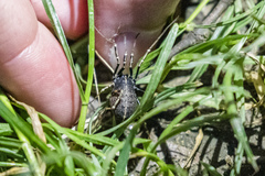Egaenus convexus
