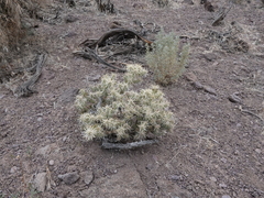 Cylindropuntia multigeniculata