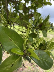 Coccoloba diversifolia