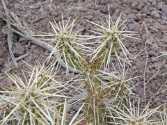 Cylindropuntia multigeniculata