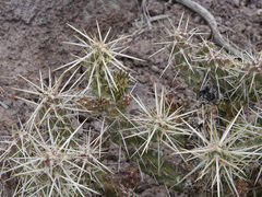 Cylindropuntia multigeniculata