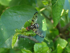 Otites porcus