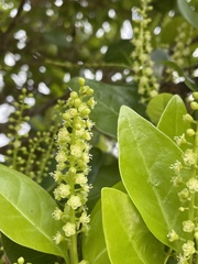 Coccoloba diversifolia