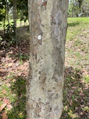 Coccoloba diversifolia