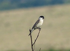 Sporophila pileata