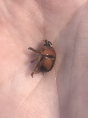 Bolbocerosoma bruneri