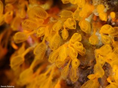 Pycnoclavella communis