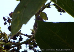 Diglossa albilatera