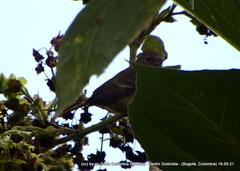 Diglossa albilatera