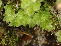 Cyrtomnium hymenophylloides