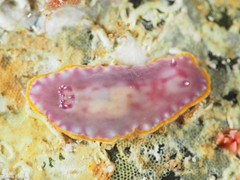 Felimida purpurea
