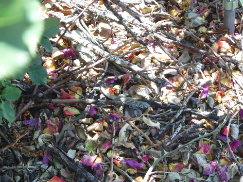 New Mexico Whiptail, Aspidoscelis neomexicanus