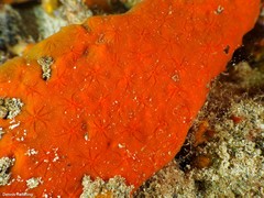 Timea unistellata