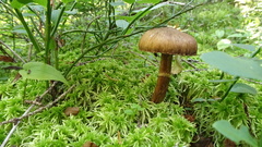 Cortinarius brunneus