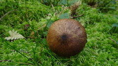 Cortinarius brunneus