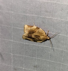 Choristoneura fractivittana