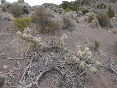 Cylindropuntia multigeniculata