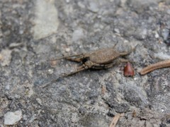 Trogulus