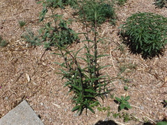 Penstemon barbatus torreyi