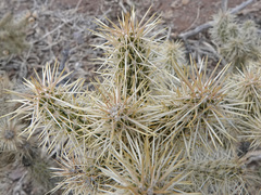 Cylindropuntia multigeniculata