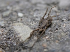 Trogulus