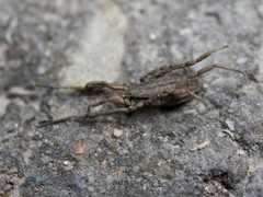 Trogulus