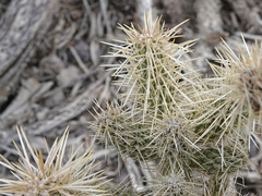 Cylindropuntia multigeniculata